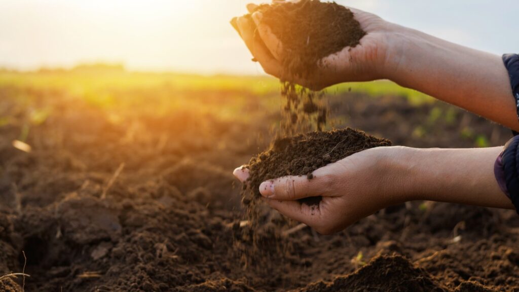 November Soil Steps